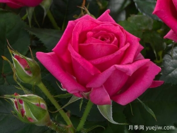 太平洋欢腾月季