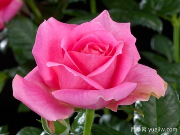 海洋欢腾月季Ocean Ovation