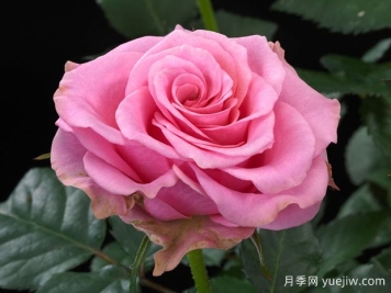 尼罗河欢腾月季