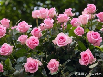 3月做好三件事，4月月季花开爆盆