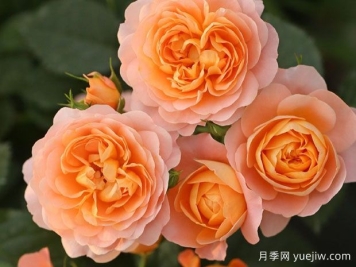 月季花的最佳种植时间？哪些品种适合家庭种植？