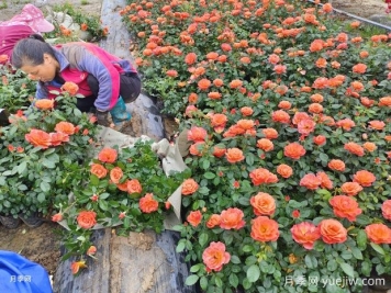 春季上市销售的盆栽月季有哪三种类型？