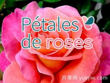 月季育种家：法国Petales de Roses月季园