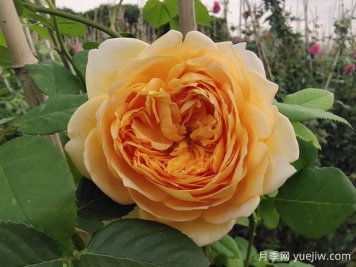 你认为的玫瑰，其实是月季花