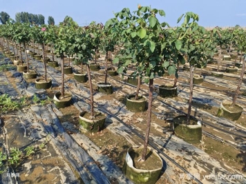 养植树状月季要注意什么？