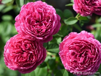 惊鸿月季的优缺点是什么？