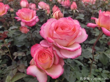 花卉按照园林用途的分类