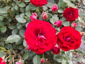 30种常见花卉养护大全