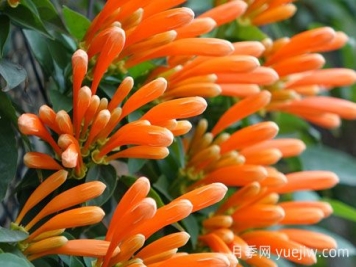 炮仗藤有哪些园林用途？有哪些象征意义？