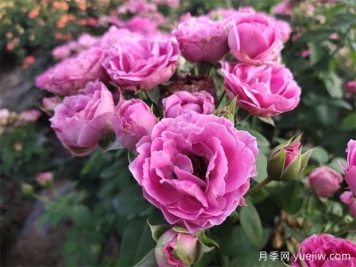 月季产地：南阳市蒲山镇