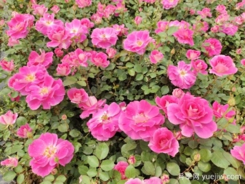 仙境盆栽月季杯苗粉色丰花，绿化工程批发