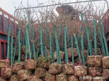 绿化栽苗木，挖土球的标准是什么？