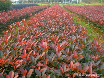 10种适合北方栽植的常绿阔叶树