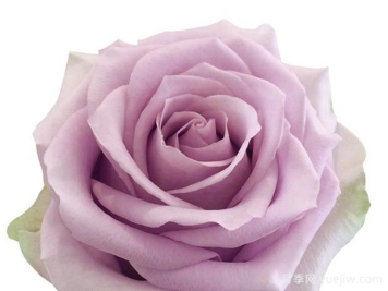 月光曲月季/银光/银色光芒