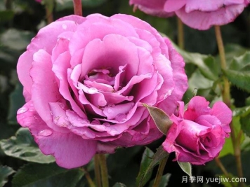 震惊的蓝月季Shocking Blue