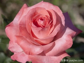 阿蒂尔兰波月季