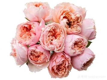 萨尔曼莎月季的优缺点是什么？