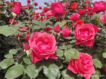 月季和玫瑰，你分得清吗？