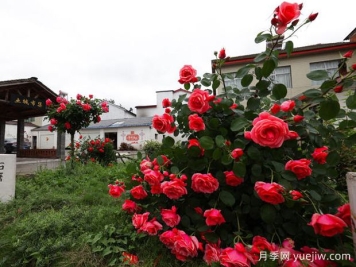 襄阳月季应用和月季景观