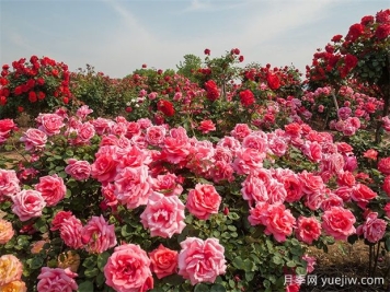 荆门月季应用和月季景观