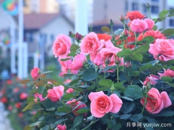 湘西月季应用和月季景观