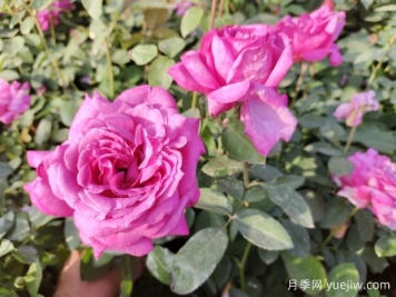 邵阳月季应用和月季景观