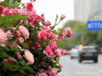 娄底月季应用和月季景观