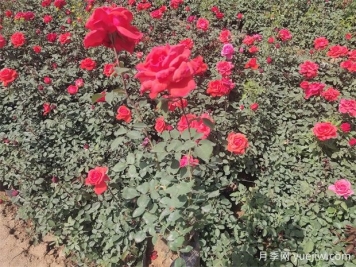 月季只长叶子不开花？应该怎么办