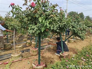 苗木价格是怎么估算的，看完这个就基本准确