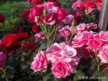 吕梁月季市花文化和月季景观