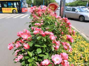 九江月季应用和月季景观