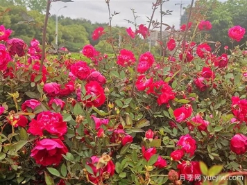 吉安月季应用和月季景观