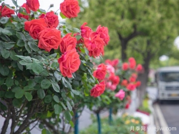 马鞍山月季应用和月季景观