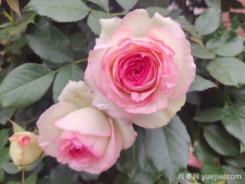 月季花哪个品种最好？经典月季花名称和图片