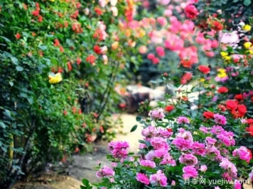 宣城月季应用和月季景观