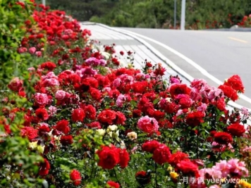 威海月季应用和月季景观