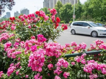 德州月季应用和月季景观