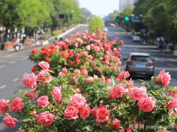 南京月季应用和月季景观