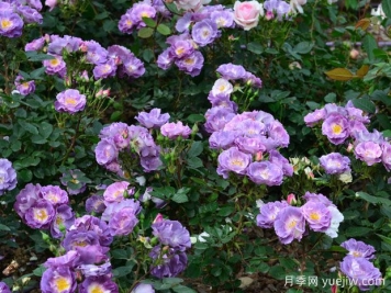 湖州月季应用和月季景观