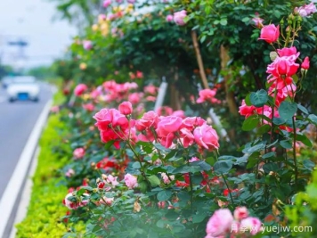 舟山月季应用和月季景观