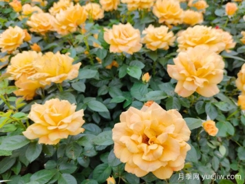 泉州月季应用和月季景观