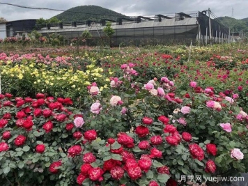 三明月季应用和月季景观