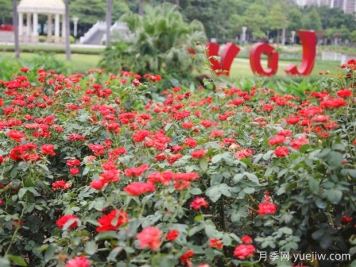 佛山月季应用和月季景观