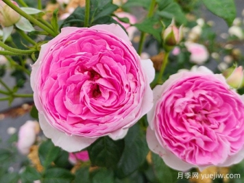 江门月季应用和月季景观