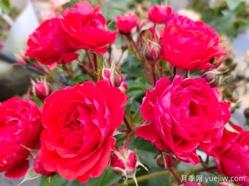 湛江月季应用和月季景观