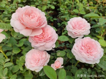 茂名月季应用和月季景观