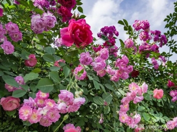 汉中月季应用和月季景观