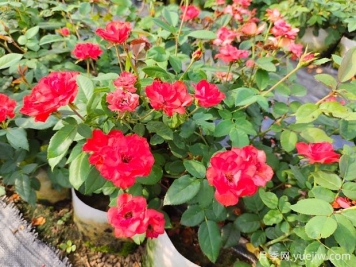 如何正确养护月季花小苗？月季小苗种植和施肥技巧