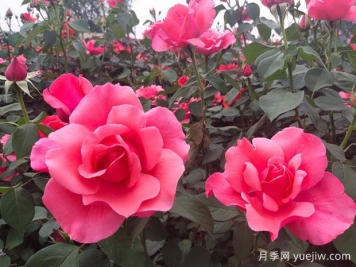 掌握月季养护口诀，让月季实现月月开花