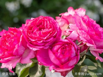 伊芙伯爵月季有哪些优缺点？